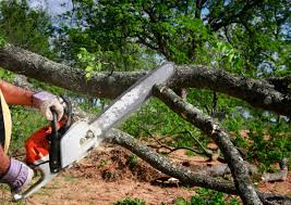 How Our Tree Care Process Works  in  Huntersville, NC