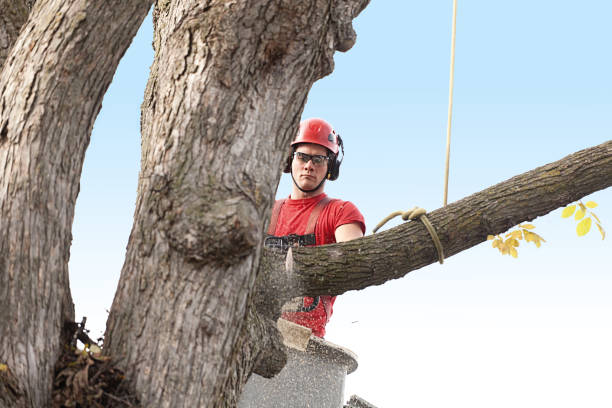 Huntersville, NC Tree Services Company